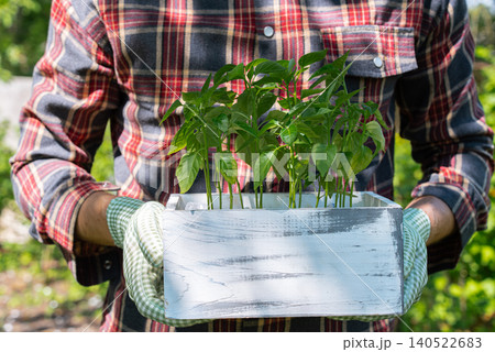 Farmer holds the healthy seedlings in hand and prepares them for planting. Young pepper seedlings growing in wooden crate filled with fertile soil Farmer holds the healthy seedlings in hand and prepares them for planting. Young pepper seedlings growing in wooden crate filled with fertile soil 140522683
