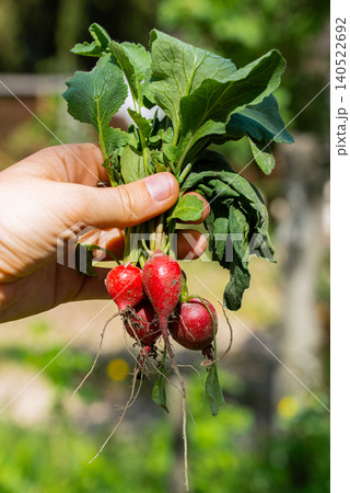 Female hand holding harvestFresh radishes growing in cultivated garden soil with vibrant green leaves extending above the ground. Concept of organic cultivation, home gardening and sustainable food Female hand holding harvestFresh radishes growing in cultivated garden soil with vibrant green leaves extending above the ground. Concept of organic cultivation, home gardening and sustainable food 140522692