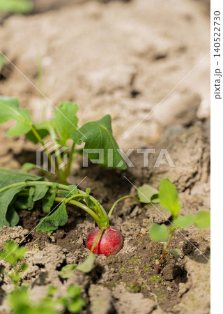 Fresh radishes growing in cultivated garden soil with vibrant green leaves extending above the ground. Concept of organic cultivation, home gardening and sustainable food production, connection Fresh radishes growing in cultivated garden soil with vibrant green leaves extending above the ground. Concept of organic cultivation, home gardening and sustainable food production, connection 140522730