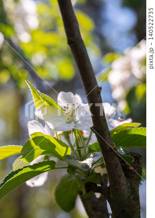 Spring Fruit Tree Blossoms in Garden Orchard Spring Fruit Tree Blossoms in Garden Orchard 140522735