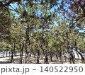 松林　(横向き) 140522950