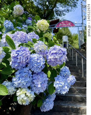 満開の紫陽花〈形原温泉あじさいの里/愛知県蒲郡市〉 140522974