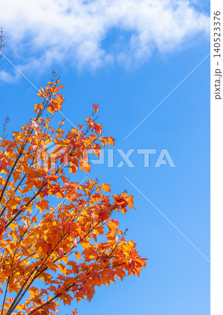 秋晴れの青空と橙色の紅葉した樹木の枝葉 秋晴れの青空と橙色の紅葉した樹木の枝葉 140523376