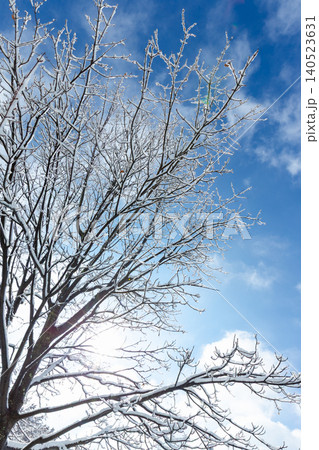 太陽光が差し込む雪の木の枝と青空 アトランタの冬 太陽光が差し込む雪の木の枝と青空 アトランタの冬 140523631