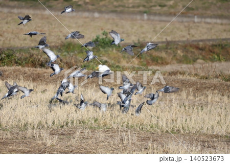 田んぼに集まる鳩 田んぼに集まる鳩 140523673