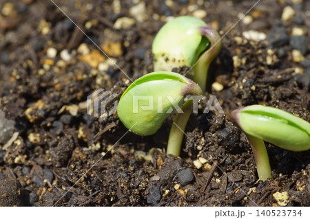 枝豆の発芽 枝豆の発芽 140523734