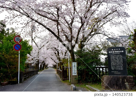 福岡県朝倉市 秋月杉の馬場入口(秋月城跡)と野鳥橋と満開桜 福岡県朝倉市 秋月杉の馬場入口(秋月城跡)と野鳥橋と満開桜 140523738