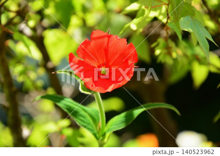 夏に咲く朱色のマツモトセンノウの花 夏に咲く朱色のマツモトセンノウの花 140523962