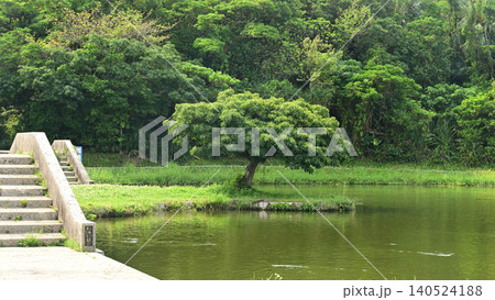 ゆい池の中島のアコウ ゆい池の中島のアコウ 140524188