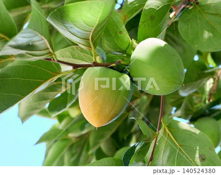 Ripening hachiya persimmon tree fruit Ripening hachiya persimmon tree fruit 140524380