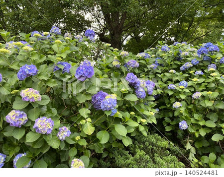 静かな日本の街並みに咲く紫陽花 静かな日本の街並みに咲く紫陽花 140524481