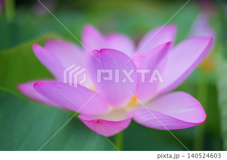 満開の蓮 柔らかなピンクの花びら 満開の蓮 柔らかなピンクの花びら 140524603