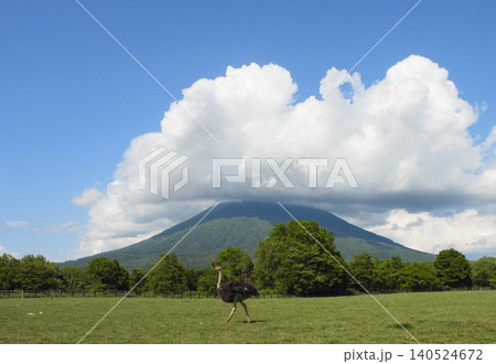 ダチョウと羊蹄山の風景 140524672