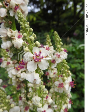 ヨーロッパ、北アフリカ等原産の帰化植物「シロバナモウズイカ」の花 ヨーロッパ、北アフリカ等原産の帰化植物「シロバナモウズイカ」の花 140525062