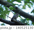 木に止まるコゲラ 140525130