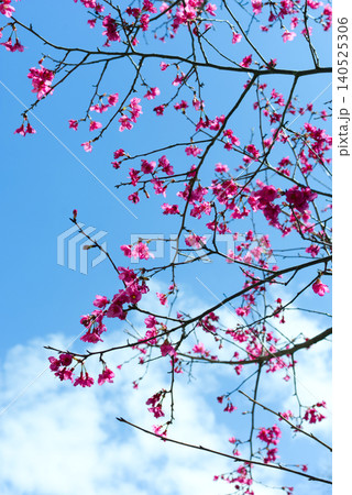 花 フラワー お花 140525306