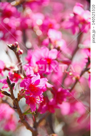 花 フラワー お花 140525310