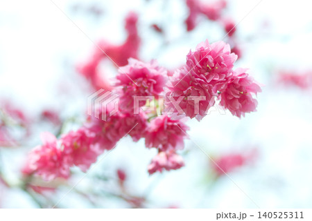 桜 さくら サクラ 140525311