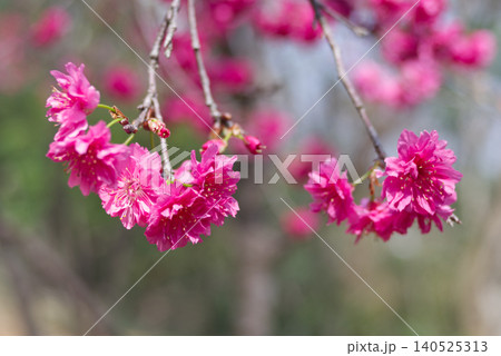 花 フラワー お花 140525313