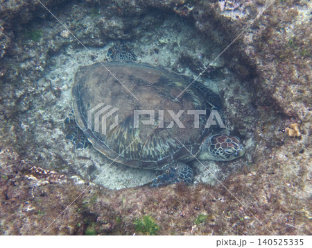海亀 ウミガメ 海がめ 140525335