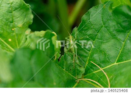 Grasshopper Resting on Green Leaf in Natural Garden Environment. Grasshopper sits on fresh green leaf in natural outdoor setting. The insect's detailed body, long legs, antennae and textured Grasshopper Resting on Green Leaf in Natural Garden Environment. Grasshopper sits on fresh green leaf in natural outdoor setting. The insect's detailed body, long legs, antennae and textured 140525408