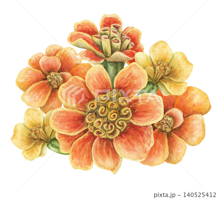 Watercolor tagetes patula flower bouquet botanical illustration. Hand drawn orange vibrant blossoms. Realistic floral design for greeting card. Garden seed pack or wedding invitation template. Watercolor tagetes patula flower bouquet botanical illustration. Hand drawn orange vibrant blossoms. Realistic floral design for greeting card. Garden seed pack or wedding invitation template. 140525412