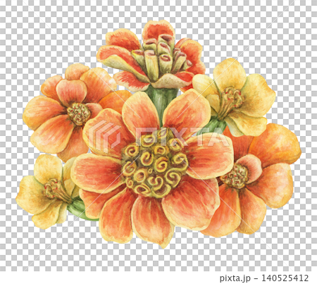 Watercolor tagetes patula flower bouquet botanical illustration. Hand drawn orange vibrant blossoms. Realistic floral design for greeting card. Garden seed pack or wedding invitation template. Watercolor tagetes patula flower bouquet botanical illustration. Hand drawn orange vibrant blossoms. Realistic floral design for greeting card. Garden seed pack or wedding invitation template. 140525412