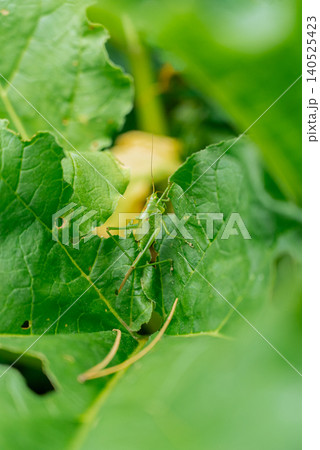 Grasshopper Resting on Green Leaf in Natural Garden Environment. Grasshopper sits on fresh green leaf in natural outdoor setting. The insect's detailed body, long legs, antennae and textured Grasshopper Resting on Green Leaf in Natural Garden Environment. Grasshopper sits on fresh green leaf in natural outdoor setting. The insect's detailed body, long legs, antennae and textured 140525423