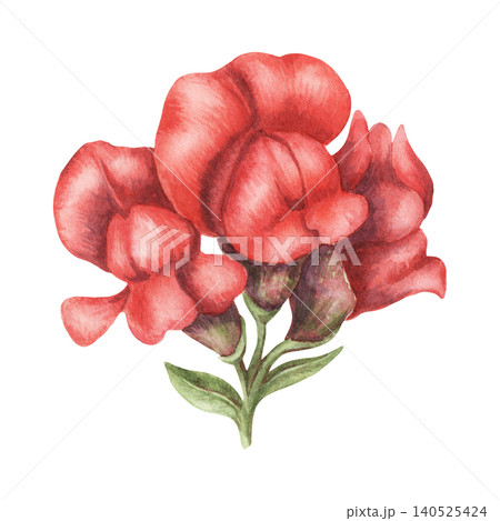 Watercolor snapdragon red flowers botanical illustration. Hand drawn antirrhinum majus bloom with vibrant petal. Floral design for wedding invitation card. Natural decoration for botany postcard art. Watercolor snapdragon red flowers botanical illustration. Hand drawn antirrhinum majus bloom with vibrant petal. Floral design for wedding invitation card. Natural decoration for botany postcard art. 140525424