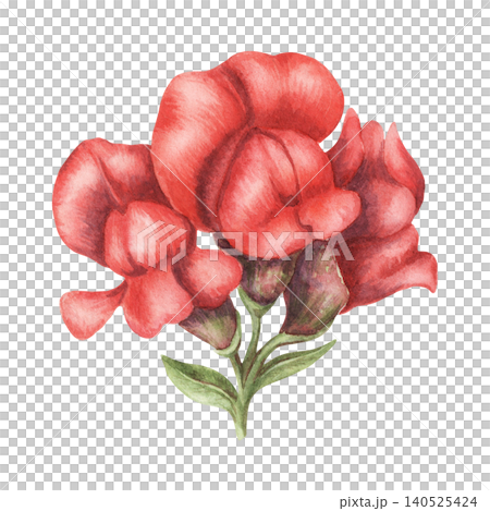 Watercolor snapdragon red flowers botanical illustration. Hand drawn antirrhinum majus bloom with vibrant petal. Floral design for wedding invitation card. Natural decoration for botany postcard art. Watercolor snapdragon red flowers botanical illustration. Hand drawn antirrhinum majus bloom with vibrant petal. Floral design for wedding invitation card. Natural decoration for botany postcard art. 140525424