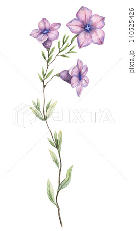 Watercolor violetflower petunia twig botanical illustration. Hand drawn lilac flowers with realistic leaves and vintage texture. Floral natural design element for wedding invitation card or seed pack. Watercolor violetflower petunia twig botanical illustration. Hand drawn lilac flowers with realistic leaves and vintage texture. Floral natural design element for wedding invitation card or seed pack. 140525426