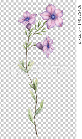 Watercolor violetflower petunia twig botanical illustration. Hand drawn lilac flowers with realistic leaves and vintage texture. Floral natural design element for wedding invitation card or seed pack. Watercolor violetflower petunia twig botanical illustration. Hand drawn lilac flowers with realistic leaves and vintage texture. Floral natural design element for wedding invitation card or seed pack. 140525426