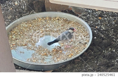 水を飲むハクセキレイ 水を飲むハクセキレイ 140525461