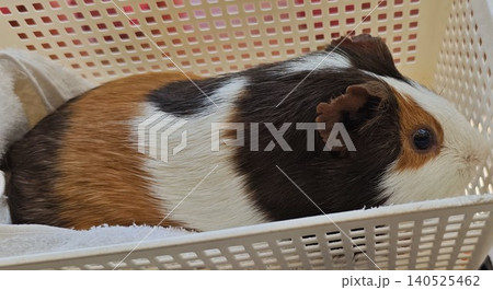 可愛らしく佇んでいるモルモット 可愛らしく佇んでいるモルモット 140525462