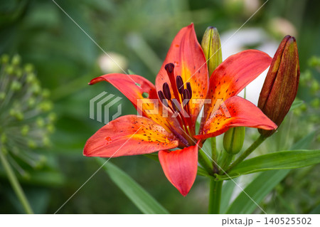 Red Asiatic Lily Bloom With Buds in Garden Macro Photo Showing Stamen and Dew Drops Red Asiatic Lily Bloom With Buds in Garden Macro Photo Showing Stamen and Dew Drops 140525502