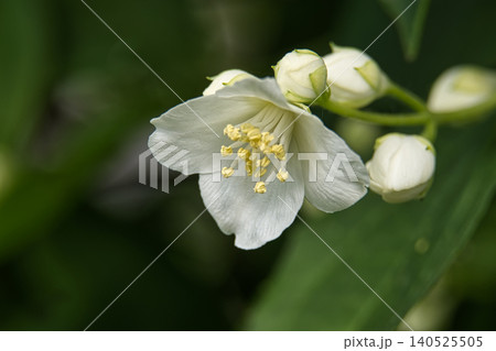 Delicate white jasmine flower with yellow stamens and unopened buds in soft focus 140525505