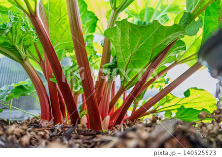 Fresh Rhubarb Plant Growing in a Garden Soil Bed with Vibrant Red Stalks and Green Leaves Fresh Rhubarb Plant Growing in a Garden Soil Bed with Vibrant Red Stalks and Green Leaves 140525573