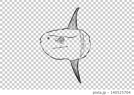 マンボウのイラスト 海水魚線画 図鑑風 マンボウのイラスト 海水魚線画 図鑑風 140525704
