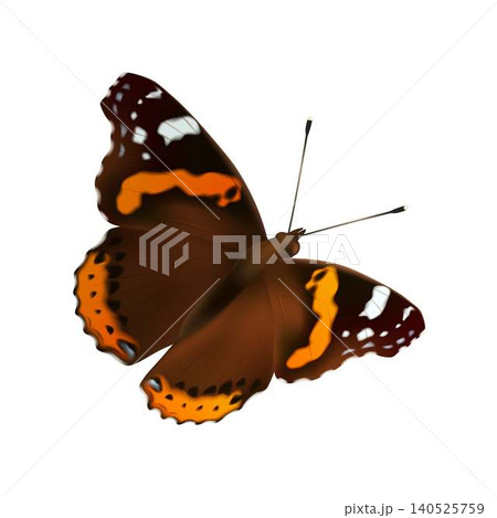 Vivid Butterfly with Patterned Wings Vivid Butterfly with Patterned Wings 140525759