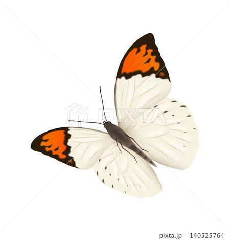 Orange Tipped Butterfly Illustration Orange Tipped Butterfly Illustration 140525764