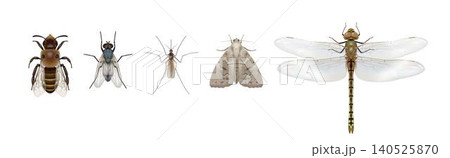 Detailed Illustration of Various Insects on White Detailed Illustration of Various Insects on White 140525870
