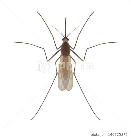 Detailed Illustration of a Mosquito Detailed Illustration of a Mosquito 140525875