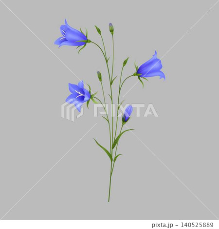 Vibrant Bluebell Flowers in Detailed Illustration Vibrant Bluebell Flowers in Detailed Illustration 140525889
