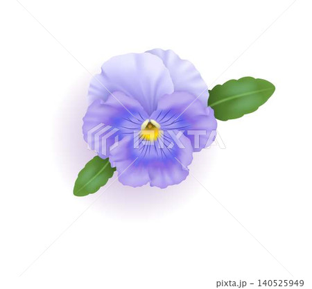 Vivid Purple Pansy with Green Leaves on White 140525949