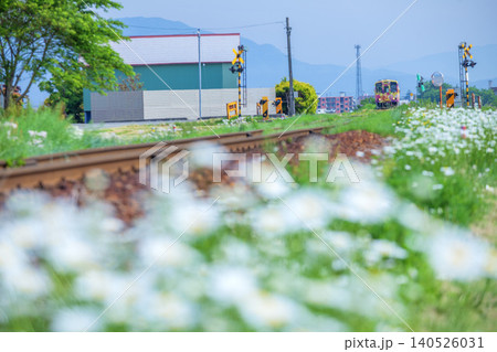 花とローカル電車 花とローカル電車 140526031