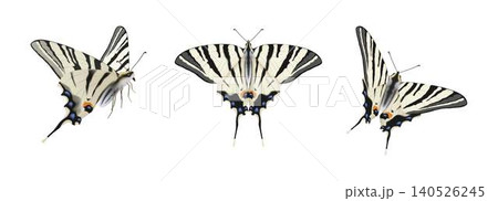 Three Illustrations of Black and White Butterflies Three Illustrations of Black and White Butterflies 140526245