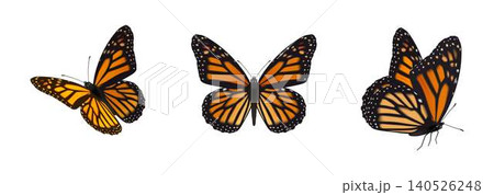 Vibrant Monarch Butterflies in Flight Vibrant Monarch Butterflies in Flight 140526248