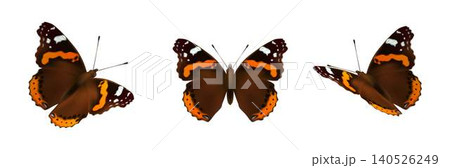 Butterflies in Various Flying Poses Illustration Butterflies in Various Flying Poses Illustration 140526249