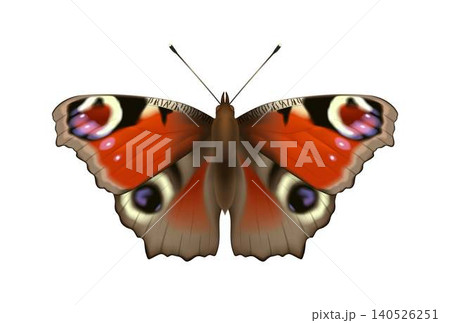 Colorful Butterfly Illustration with Open Wings 140526251
