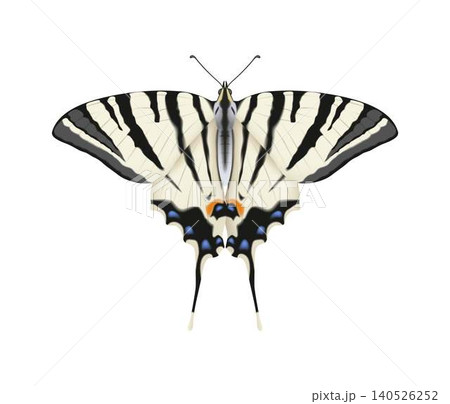 Realistic illustration of a butterfly 140526252